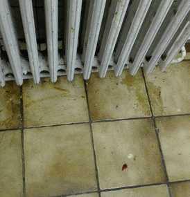  Agema Belgium - Galerie photo